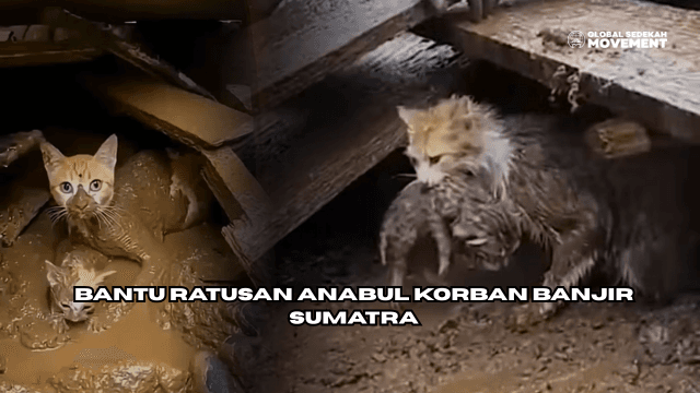 Bantu Ratusan Anabul Luka & Terlantar Korban Banjir Sumatra